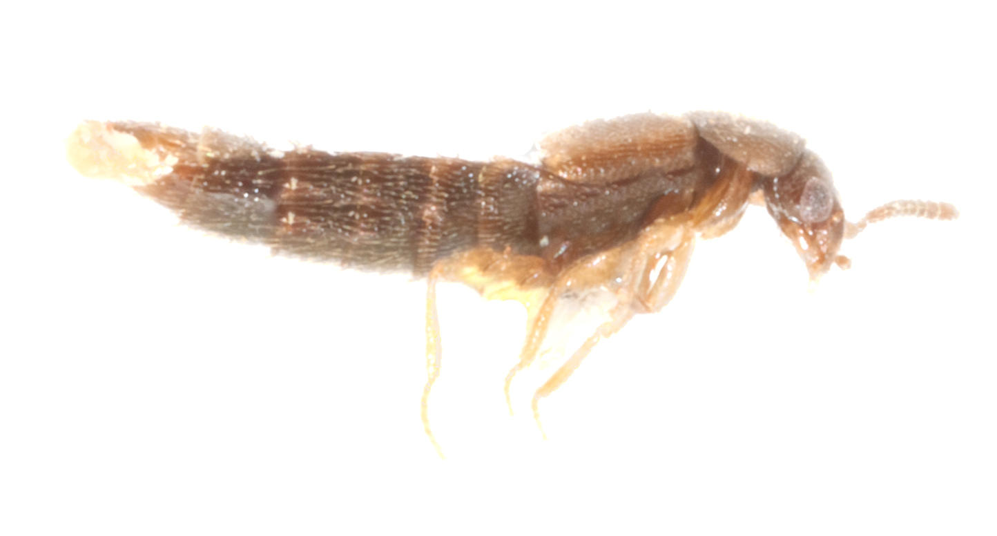 Feluva franzi Marchena Island. Specimen housed in the ICCDRS collection (ICCDRS 4937) Photo: María Sol Herrera, CDF, 2024.